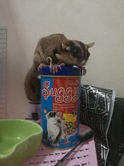 Sugar Glider - Sugar Glider Small & Furry