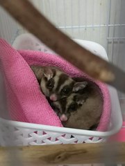 Sugar Glider - Sugar Glider Small & Furry