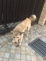 Spitz Found In Subang Jaya - Spitz Mix Dog