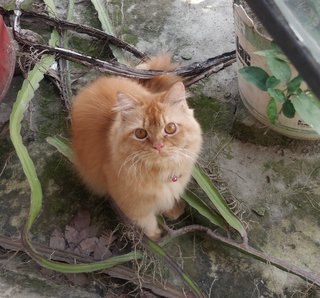 Shadow - Persian Cat