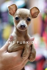 Rare Color Quality Blue Mini Pinscher - Miniature Pinscher Dog