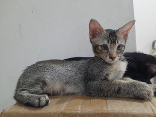 Kitty Taman Desa - Domestic Short Hair Cat