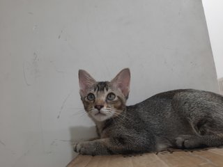 Kitty Taman Desa - Domestic Short Hair Cat