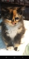 Mixed Persian  Calico  - Persian Cat