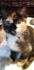 Mixed Persian  Calico  - Persian Cat