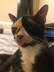 Satay's signature BLEP face. 