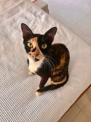 Satay - Domestic Short Hair Cat