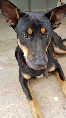 Lumpy - Mixed Breed Dog