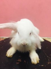 Cotton - Holland Lop + New Zealand Rabbit