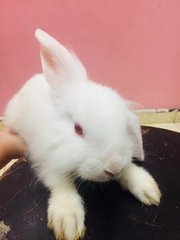 Cotton - Holland Lop + New Zealand Rabbit