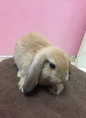 Latte - Holland Lop + New Zealand Rabbit