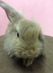  Pretzel - Holland Lop + New Zealand Rabbit