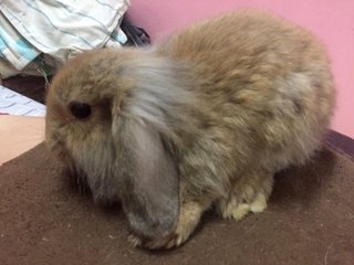  Pretzel - Holland Lop + New Zealand Rabbit