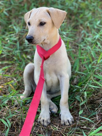 Yum Yum (Female) - Mixed Breed Dog