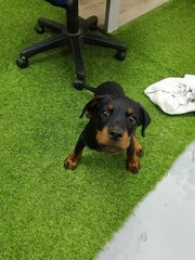 Dou Dou - Rottweiler Dog