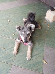 Scruffy - Schnauzer Dog