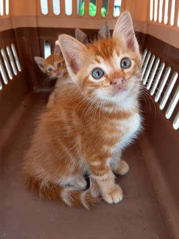 Misty, Ginger And Poppy - Domestic Short Hair Cat