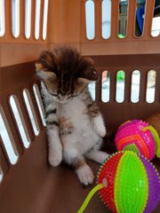 Misty, Ginger And Poppy - Domestic Short Hair Cat