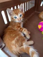 Misty, Ginger And Poppy - Domestic Short Hair Cat