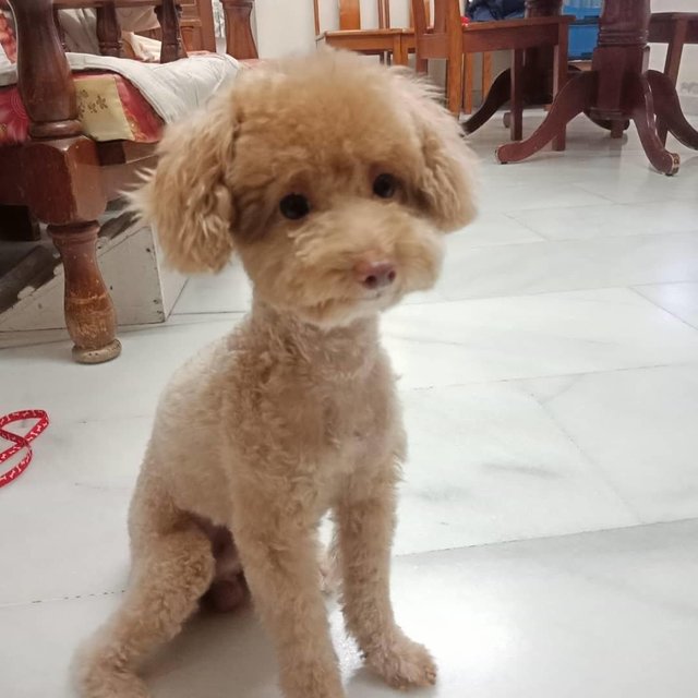 Nono - Poodle Mix Dog