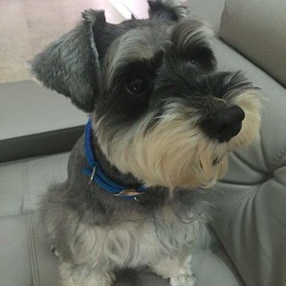 Magic - Schnauzer Dog