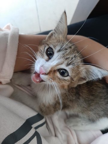 Floof - Calico Cat