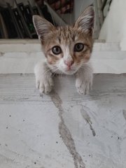 Floof - Calico Cat