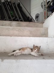 Floof - Calico Cat