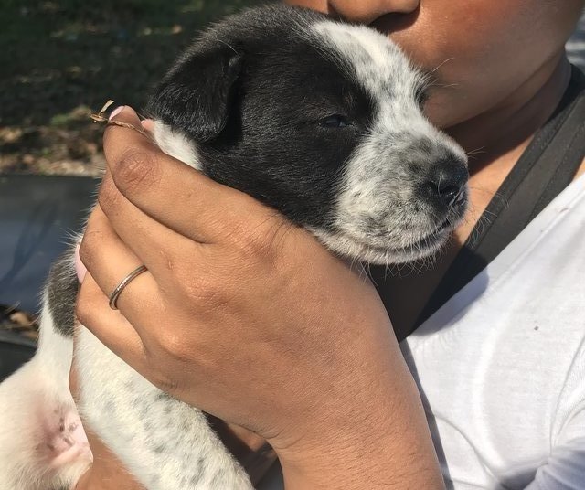 No Name  - Border Collie Dog