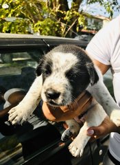 No Name  - Border Collie Dog