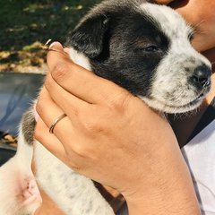 No Name  - Border Collie Dog