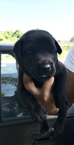 No-name - Border Collie Dog