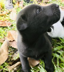 No-name - Border Collie Dog