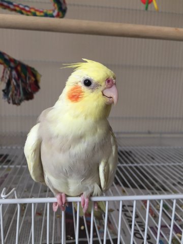 Melman - Cockatiel Bird