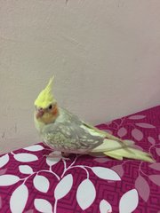 Melman - Cockatiel Bird