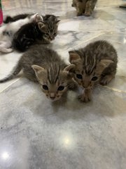 Name Them Your Own! (Mixed) - Domestic Medium Hair + Tabby Cat