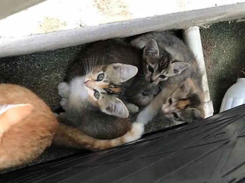 3 Callies - Dilute Calico + Domestic Short Hair Cat