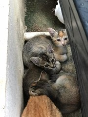 3 Callies - Dilute Calico + Domestic Short Hair Cat