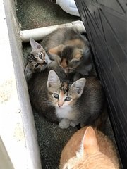 3 Callies - Dilute Calico + Domestic Short Hair Cat