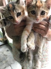 3 Callies - Dilute Calico + Domestic Short Hair Cat