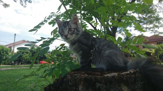 Hugo Kurtz Fathurrahman - Domestic Long Hair Cat