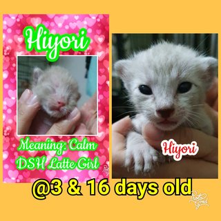 Hiyori means Calm - Booked