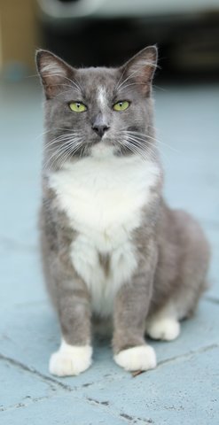 Teddy - Persian + Domestic Long Hair Cat