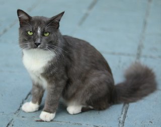 Teddy - Persian + Domestic Long Hair Cat