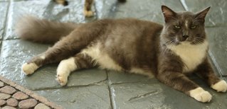 Teddy - Persian + Domestic Long Hair Cat