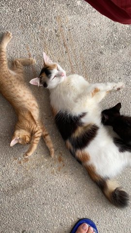 Mama Bear, Oyen And Blacky - Calico Cat