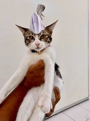 Cheeky Pebbles
