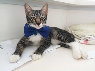 Handsome Ajax!