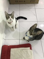 Pebbles &amp; Ajax - Domestic Short Hair Cat