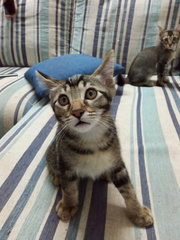 4 Kittens For Adoption - Oriental Short Hair + Oriental Long Hair Cat